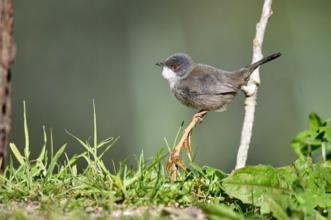 Route - PR2 STR Do Planalto de Santarém Ao Rio Tejo - Santarém| Santarém| Lezíria do Tejo| Portugal